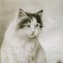 Charcoal Cat Portrait for sale-pic 1