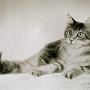 Charcoal Cat Portrait for sale -pic1